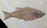 Mioplosus Fossil Fish - Uncommon Species #62854-1